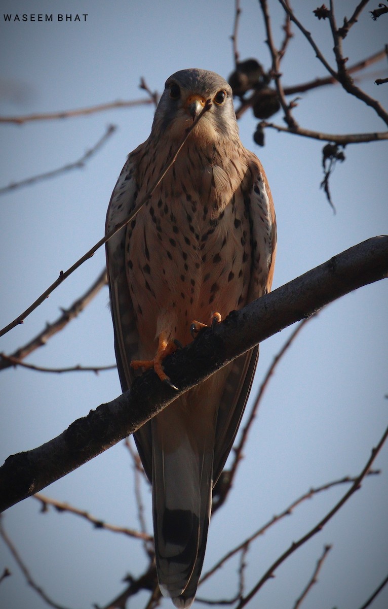 Eurasian Kestrel - Waseem Bhat