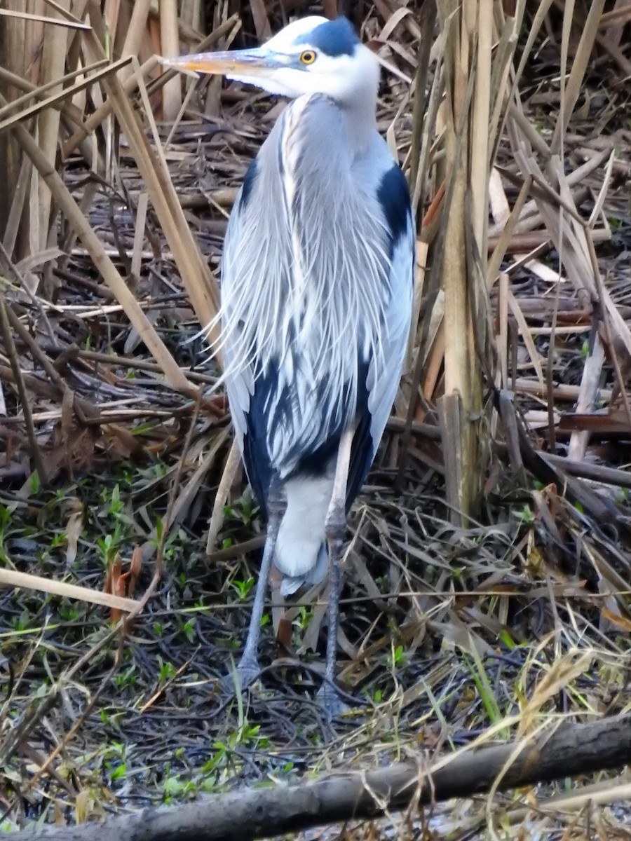 Great Blue Heron - ML401378201