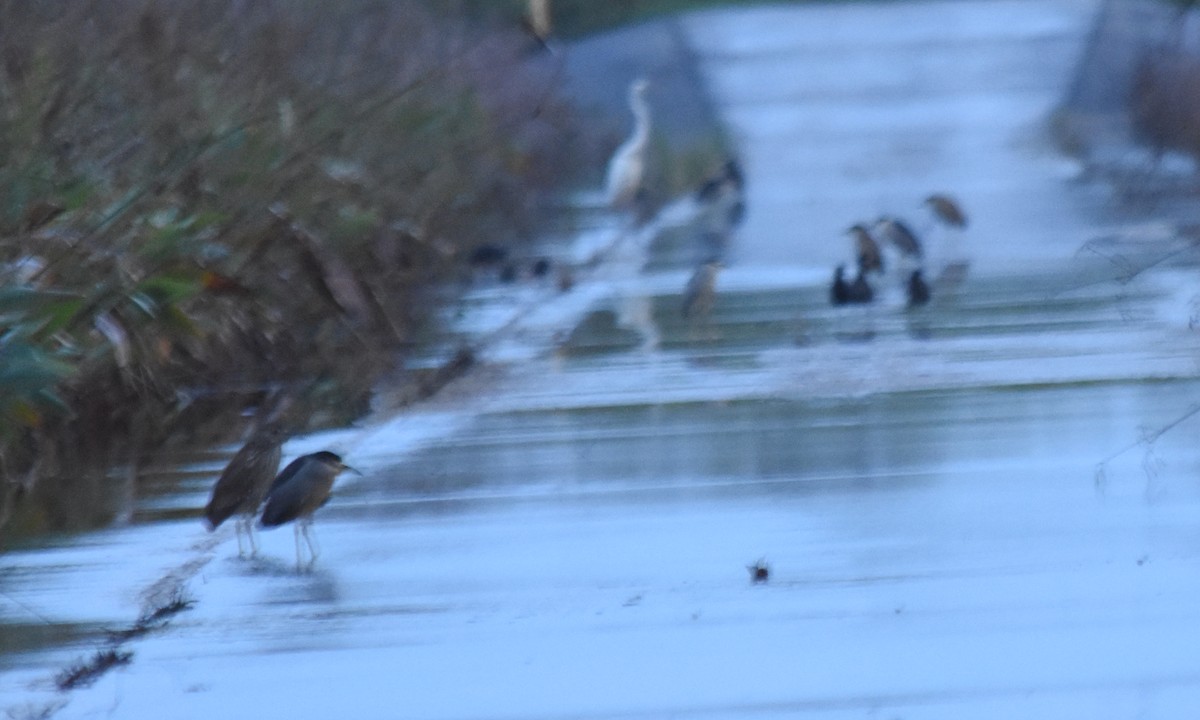 Black-crowned Night Heron - ML401378711