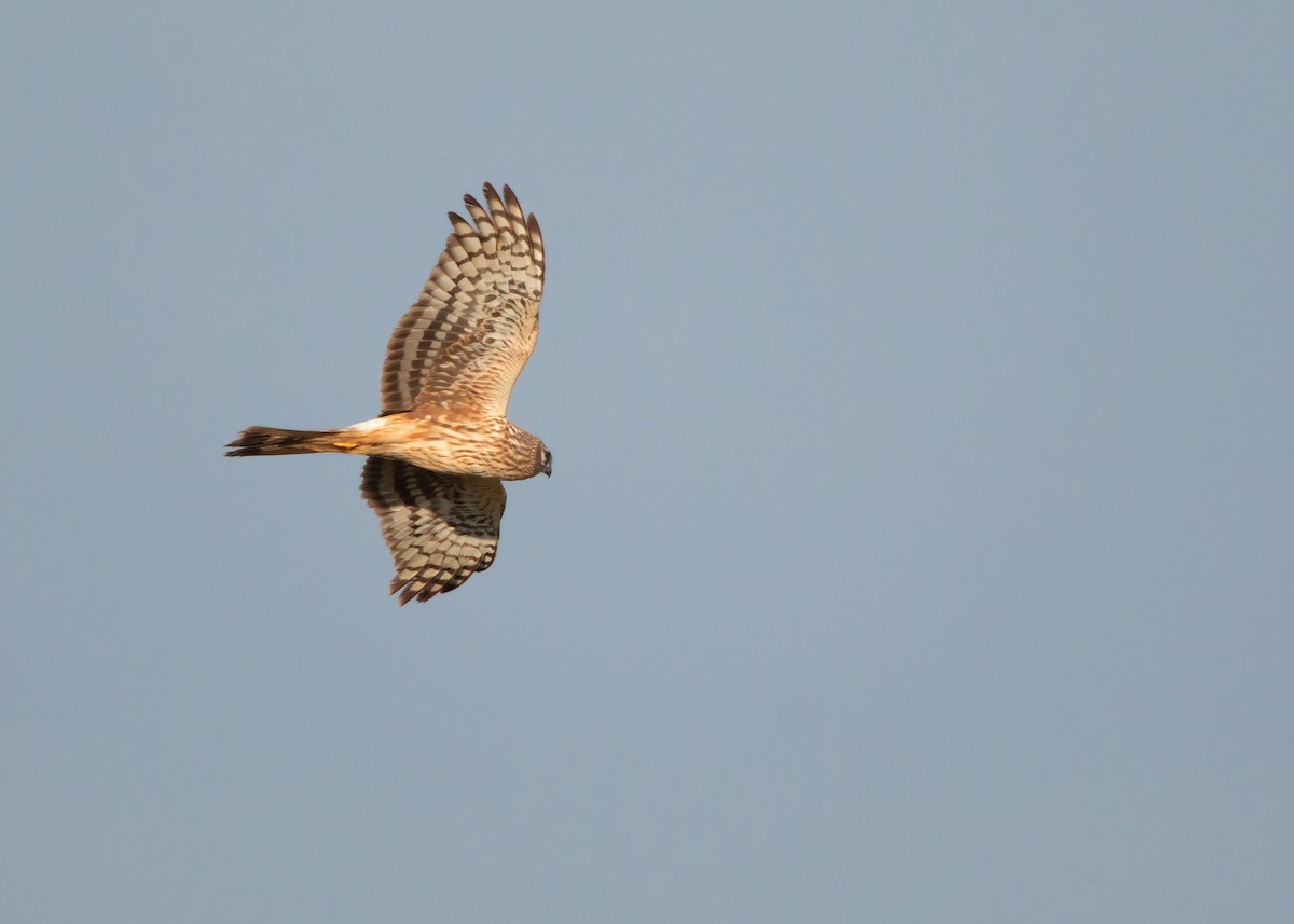 Hen Harrier - ML401379671