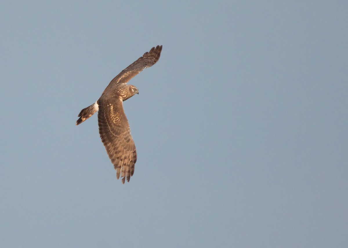 Hen Harrier - ML401379731