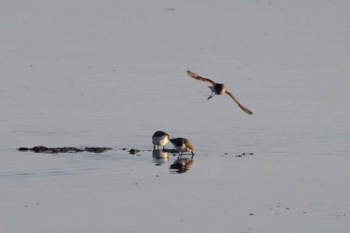 Western Sandpiper - ML401379921