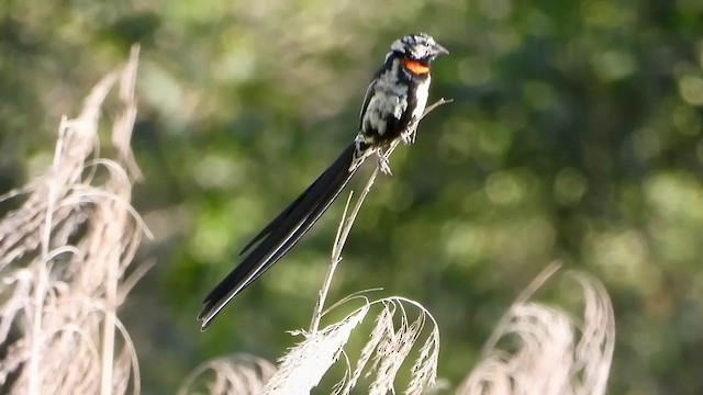 Red-collared Widowbird - ML401380631