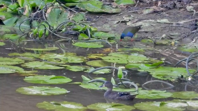 African Black Duck - ML401380991