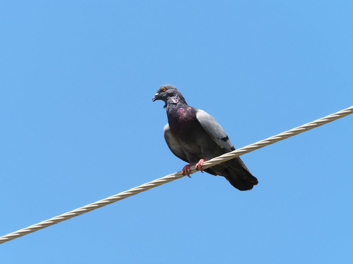 Rock Pigeon (Feral Pigeon) - ML401381031