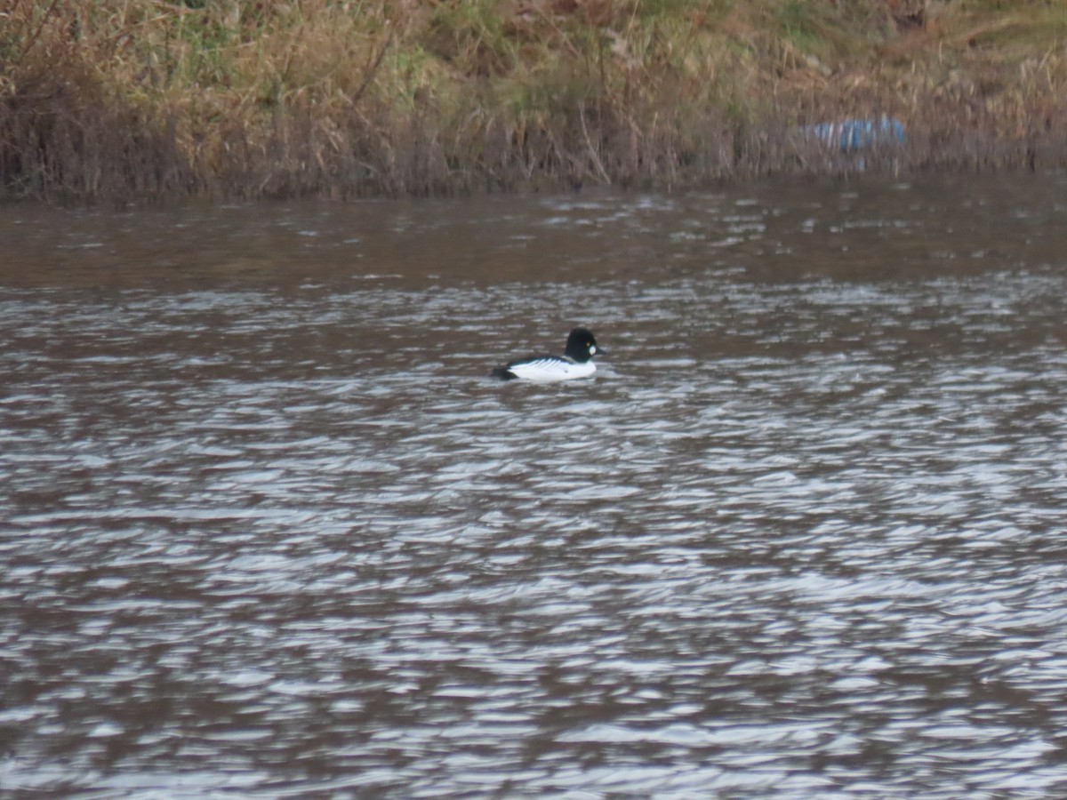 Common Goldeneye - ML401381151