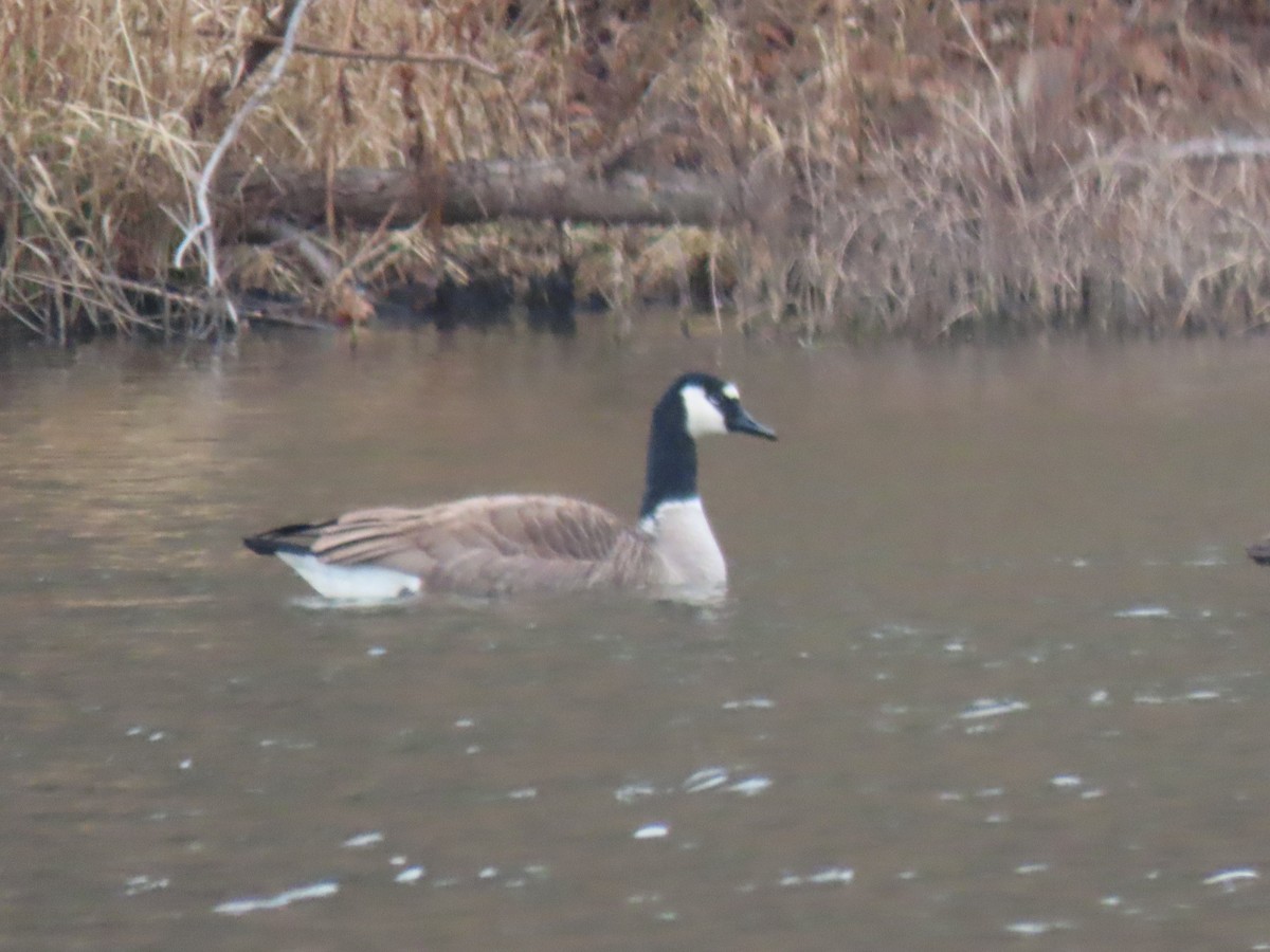 Branta sp. - ML401381281