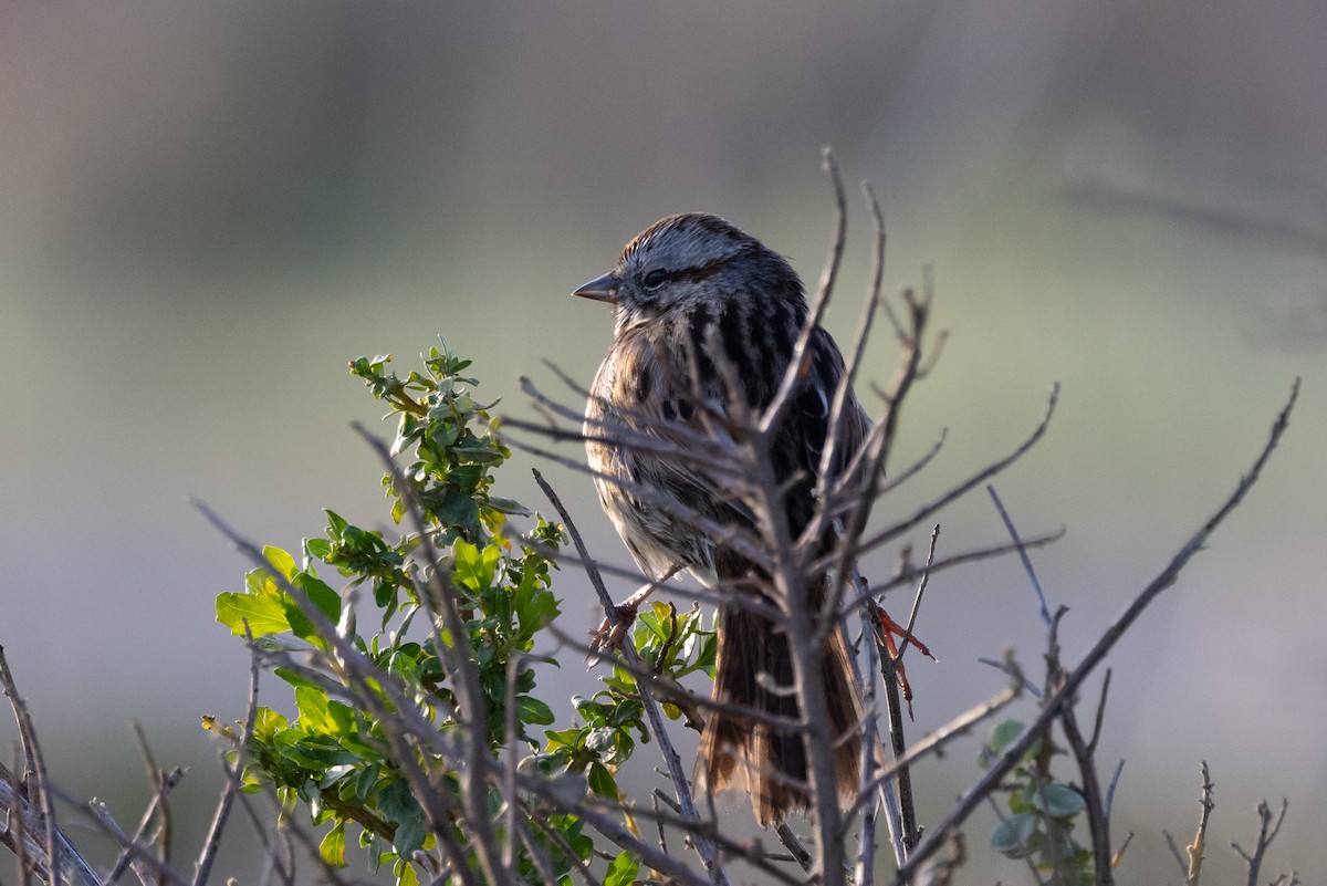 Song Sparrow - ML401381471