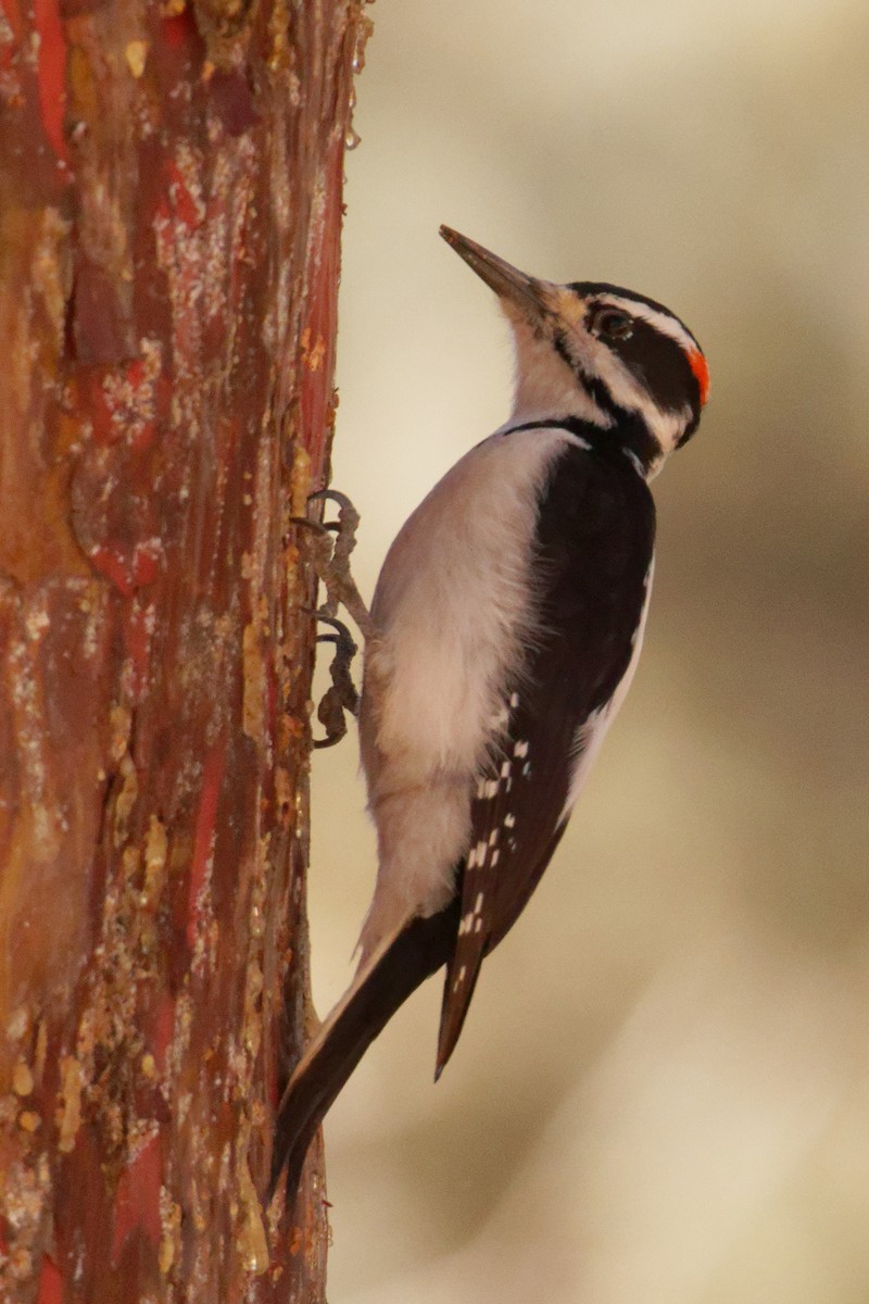 Hairy Woodpecker - ML401382051