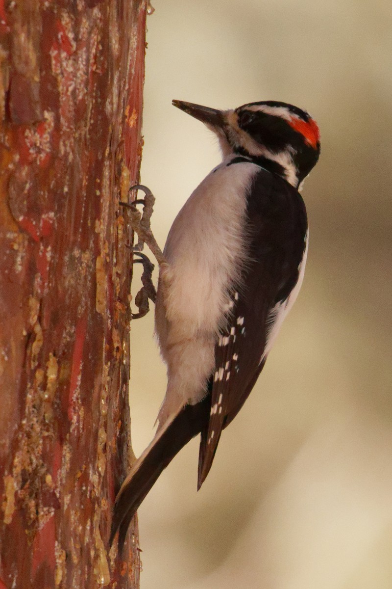 Hairy Woodpecker - ML401382061