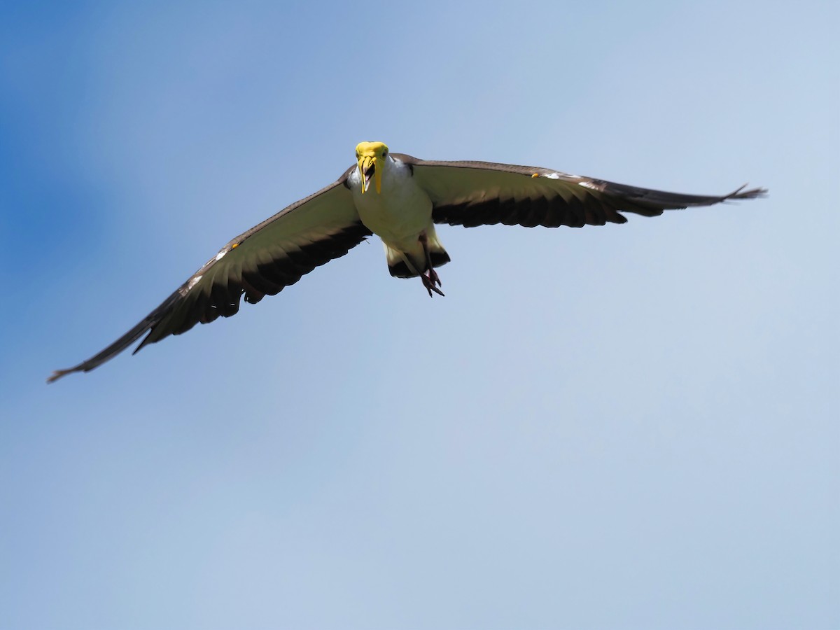 Masked Lapwing - ML401383731