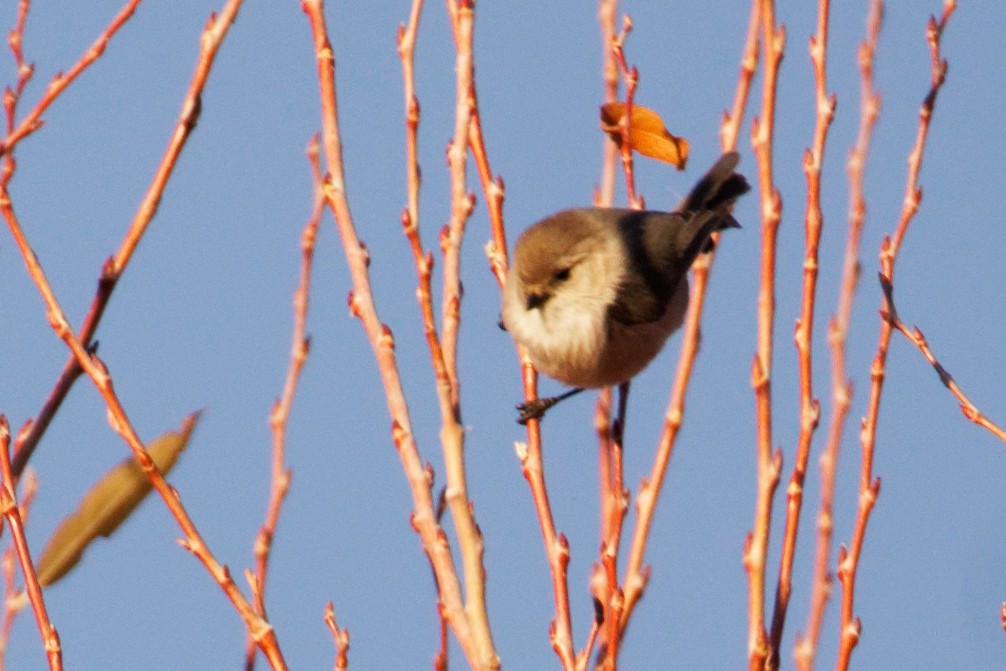 Bushtit - Susanne Meyer