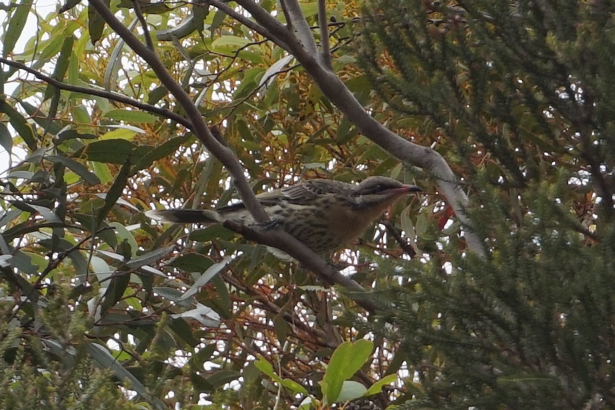 Spiny-cheeked Honeyeater - ML401385031