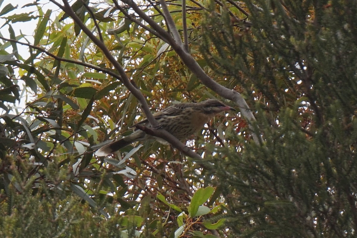 Spiny-cheeked Honeyeater - ML401385041