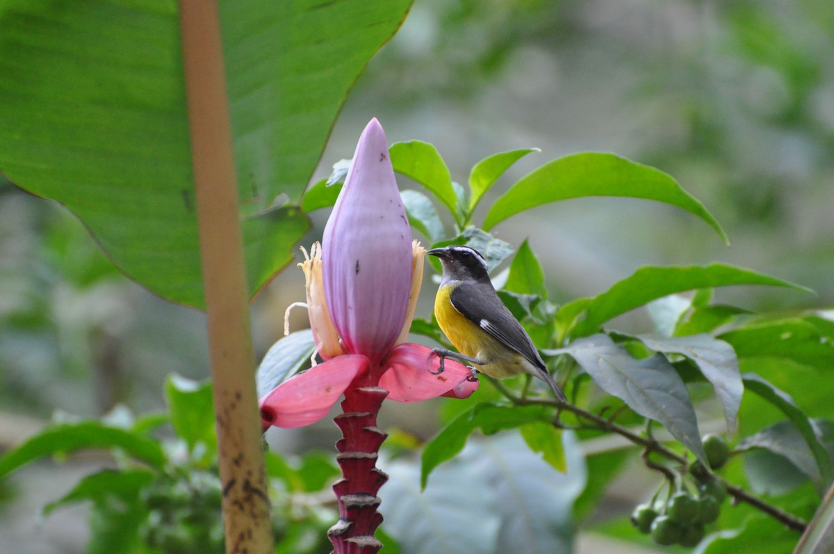 Bananaquit - ML40138551