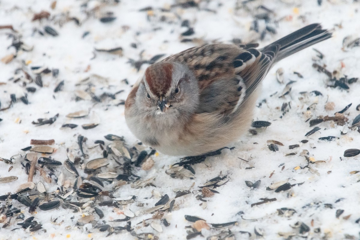 American Tree Sparrow - Paul Gardner
