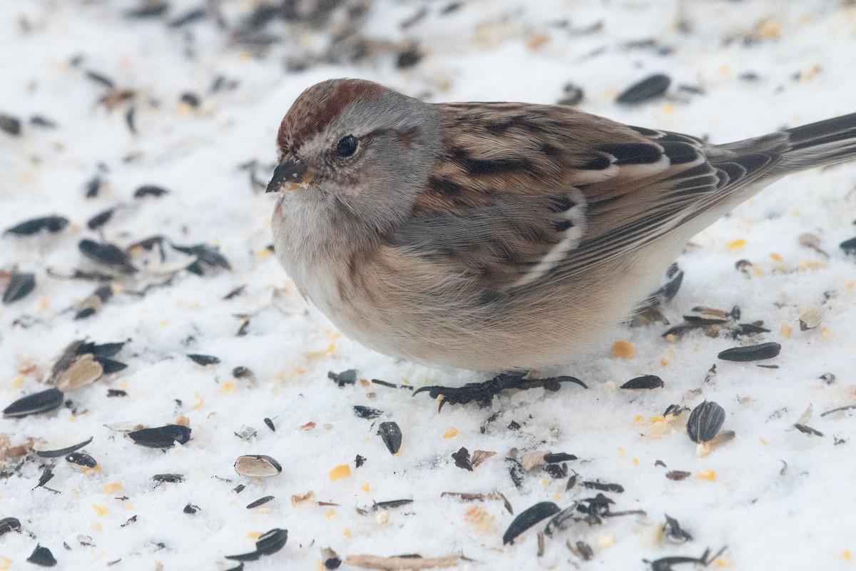 American Tree Sparrow - Paul Gardner