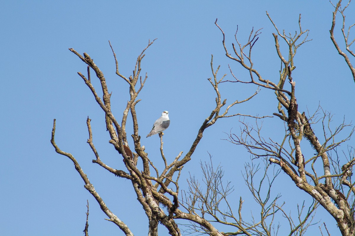 Black-winged Kite - ML401385921