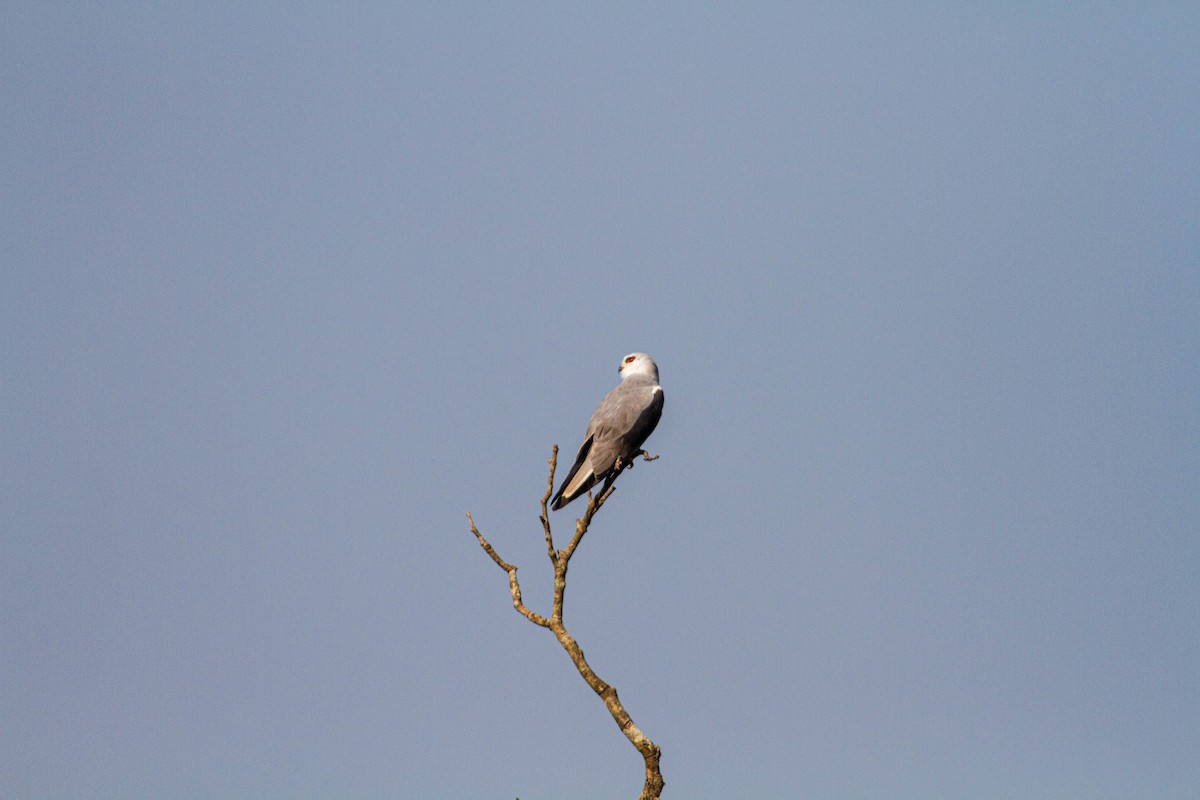 Black-winged Kite - Ashik Musicroom