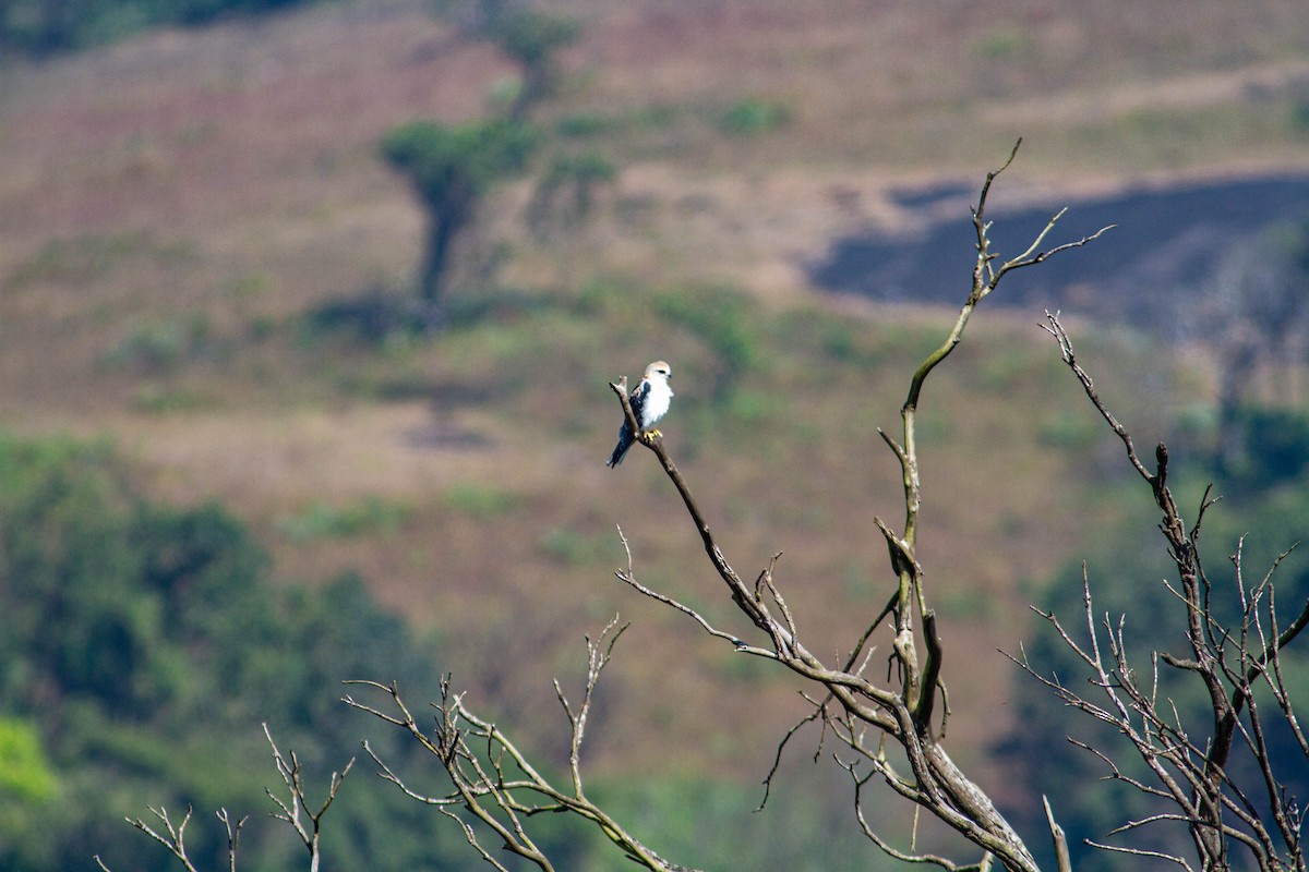 Black-winged Kite - ML401385951