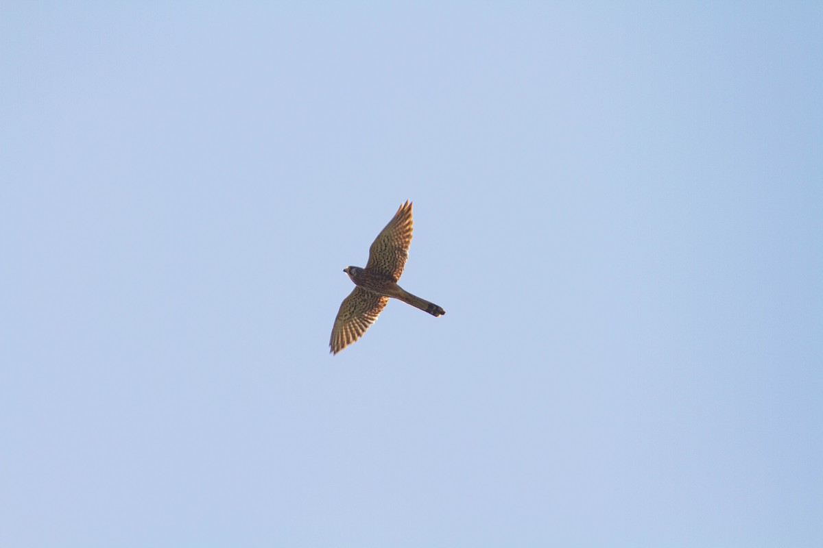 Eurasian Kestrel - ML401386161