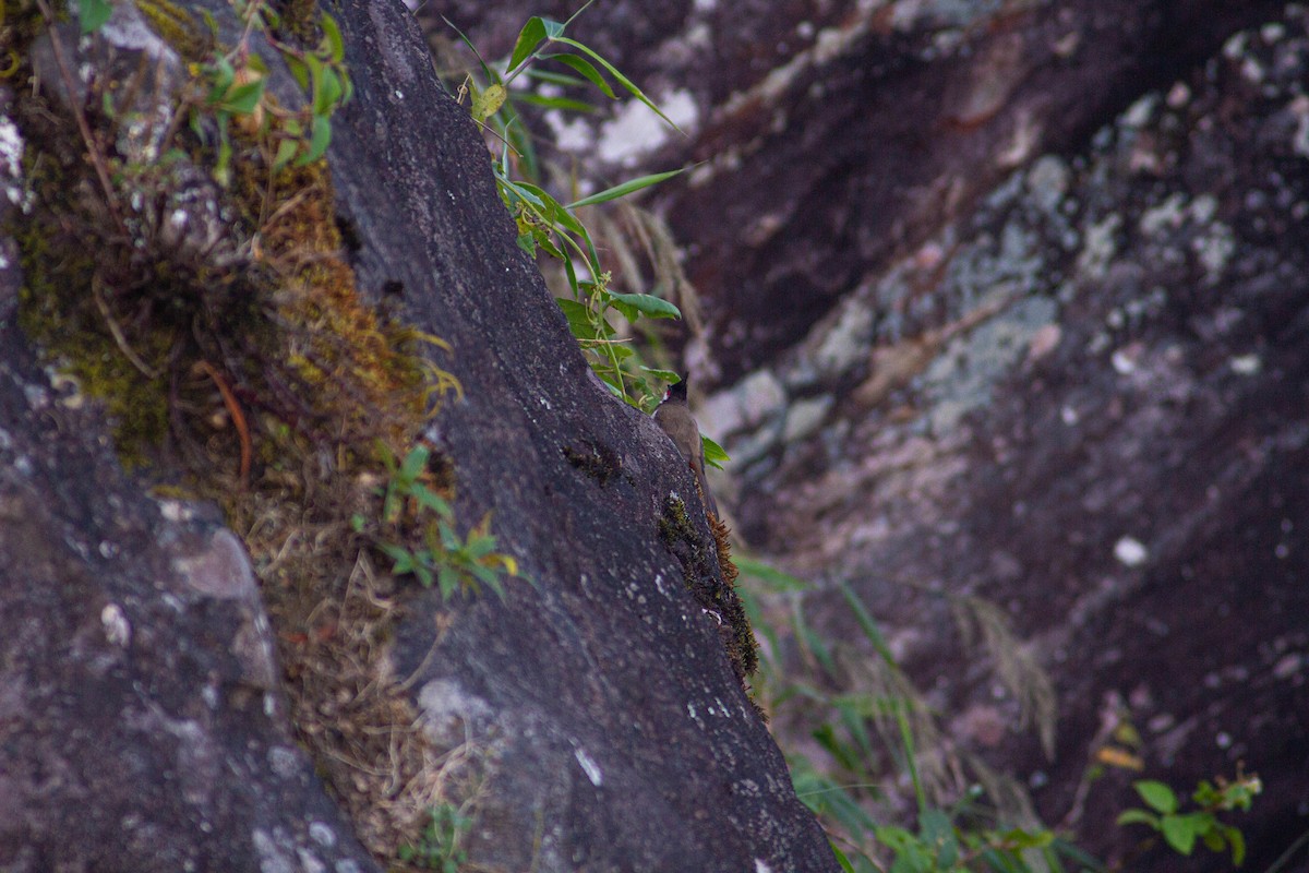 bulbul červenouchý/šupinkový - ML401386201