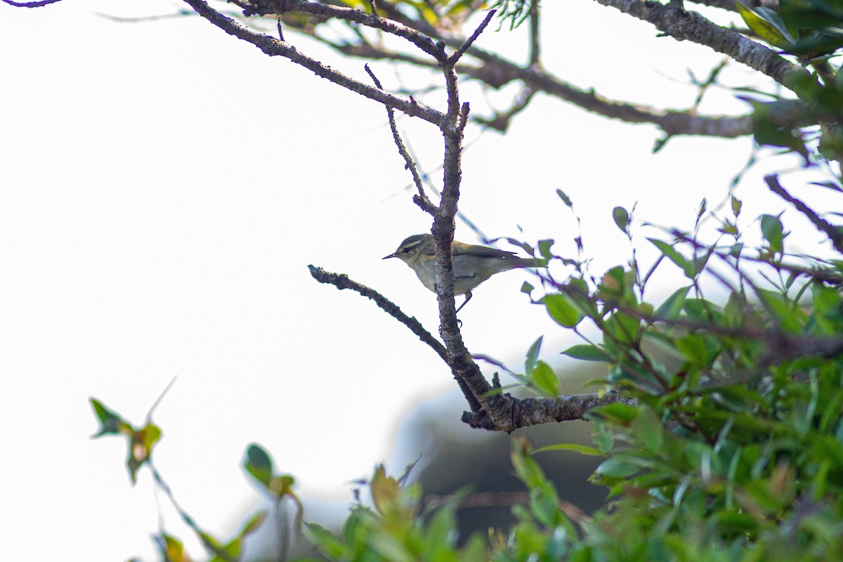 Greenish Warbler - ML401386211