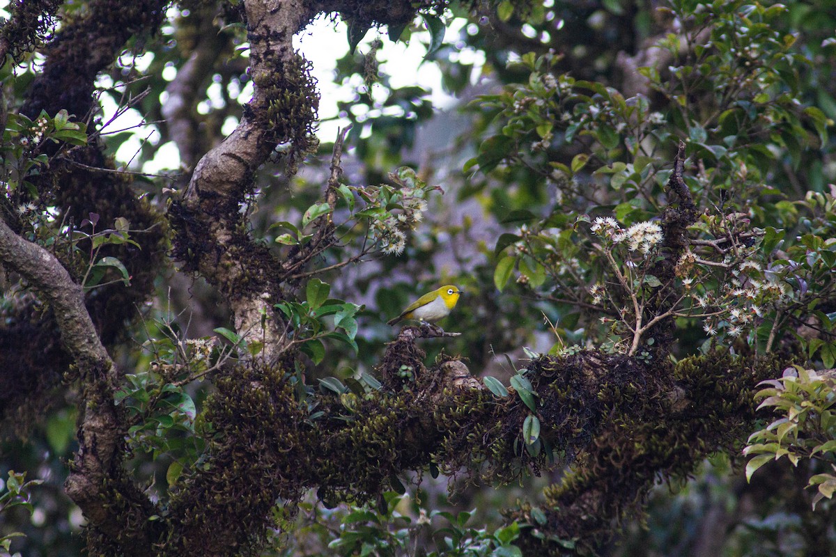 Indian White-eye - ML401386251
