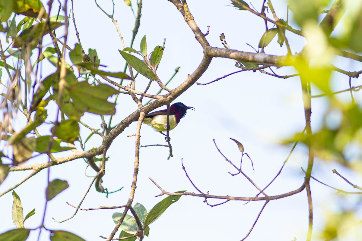 Crimson-backed Sunbird - ML401386281