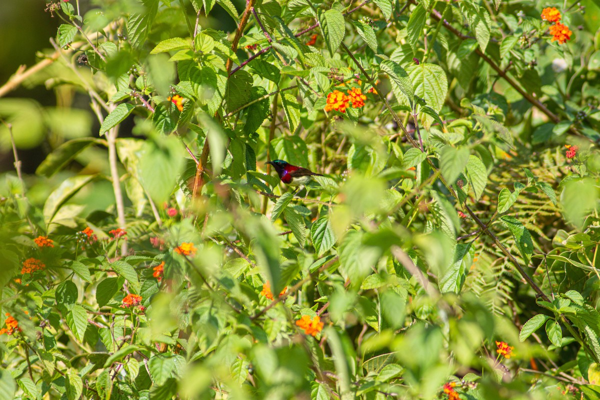 Crimson-backed Sunbird - ML401386291