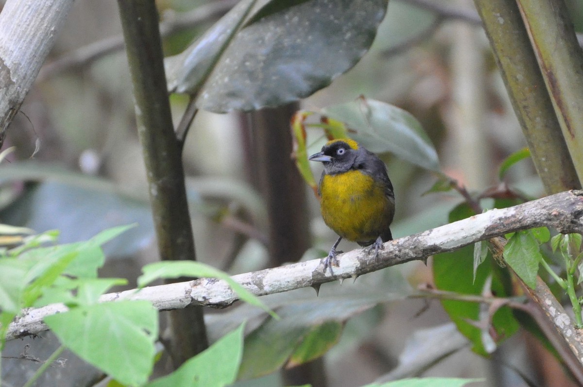 Dusky-faced Tanager - ML40138641