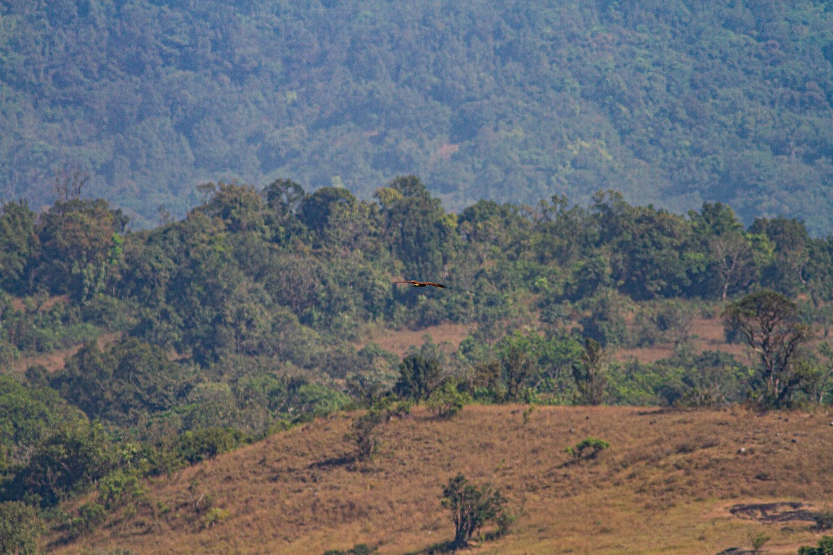 Oriental Honey-buzzard - ML401386921