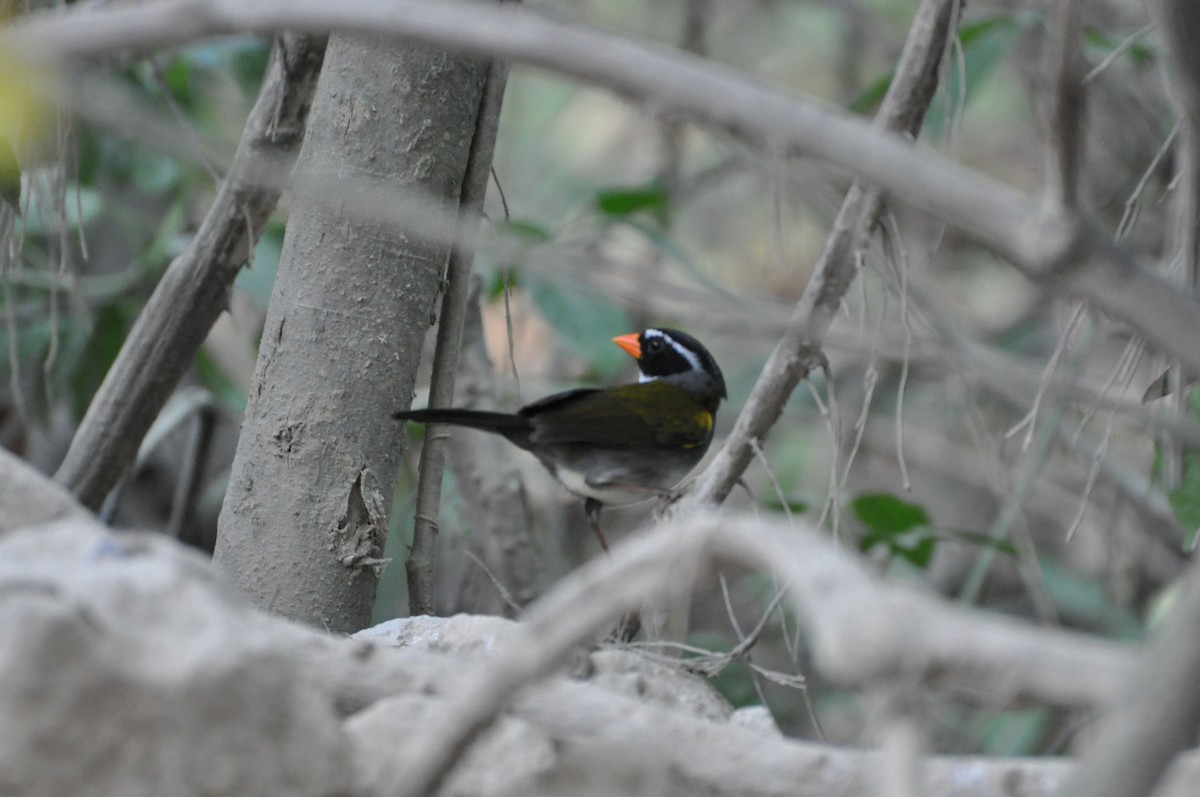 Orange-billed Sparrow - ML40138711