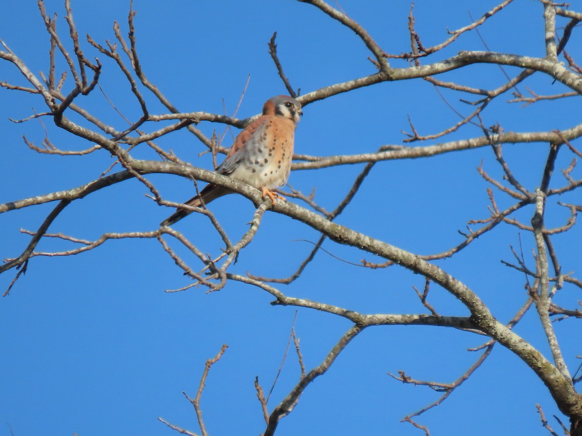 American Kestrel - Kenneth Bader