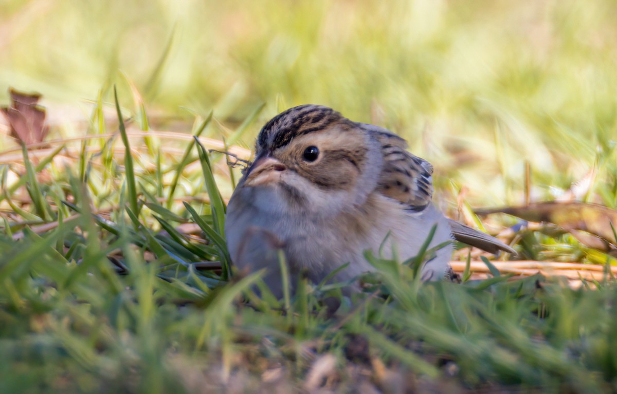 Clay-colored Sparrow - ML401387971