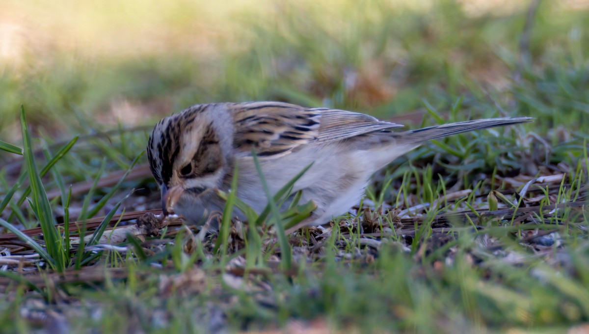 Clay-colored Sparrow - Steve Colwell