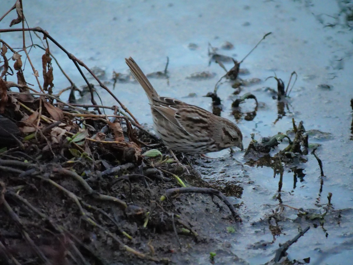 Song Sparrow - ML401389221
