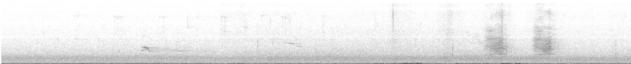 Chara de Steller (grupo coronata) - ML40138951