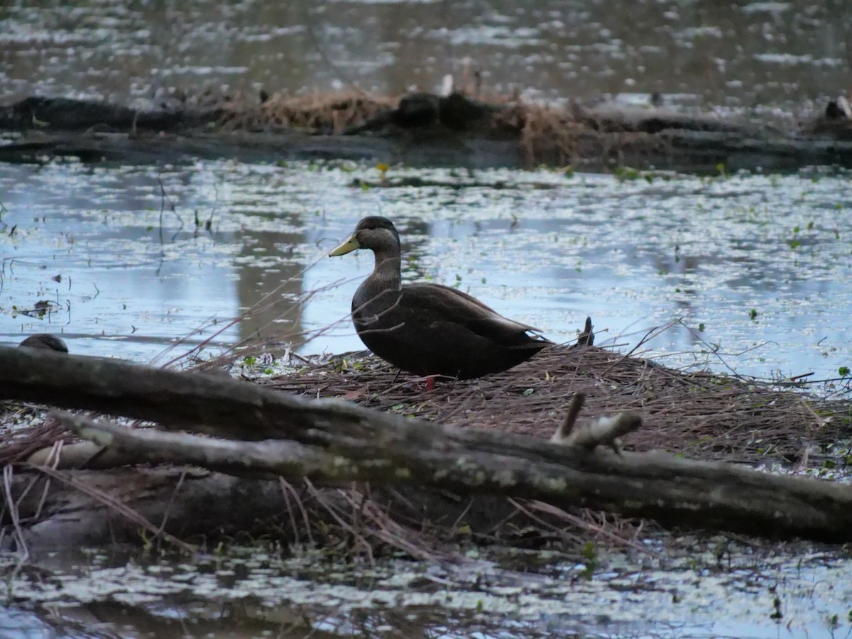 American Black Duck - ML401389551
