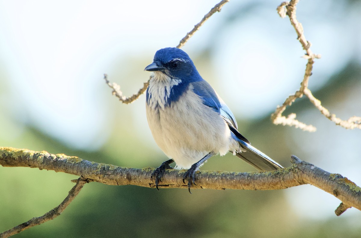 California Scrub-Jay - ML401391471