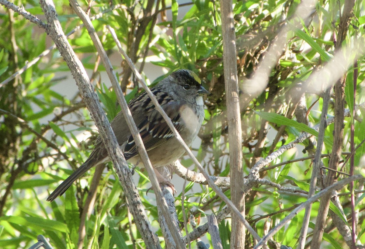 Golden-crowned Sparrow - ML401391501
