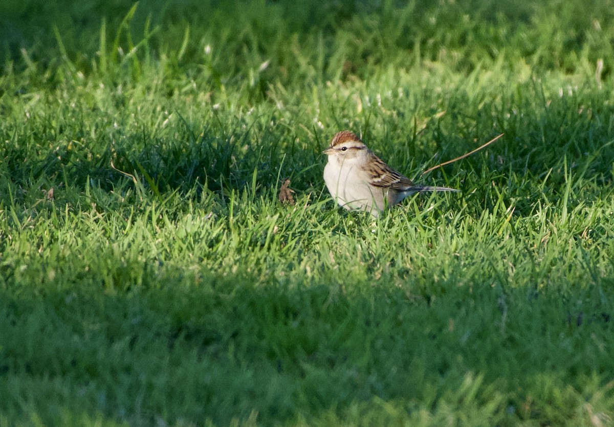 Chipping Sparrow - ML401391881