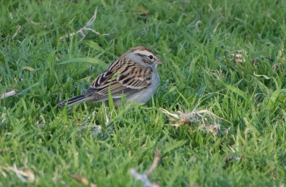 Chipping Sparrow - ML401391891