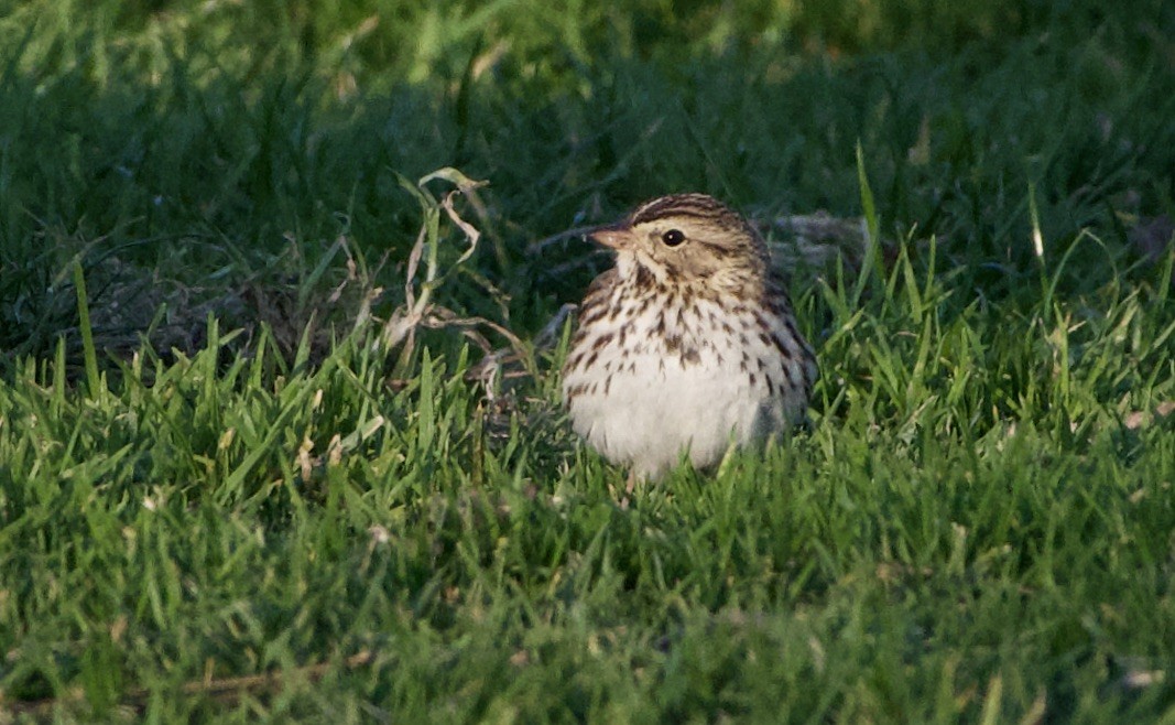 Savannah Sparrow - ML401391921