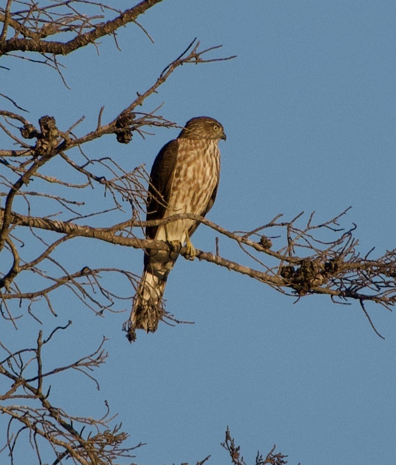 Sharp-shinned Hawk - ML401392051