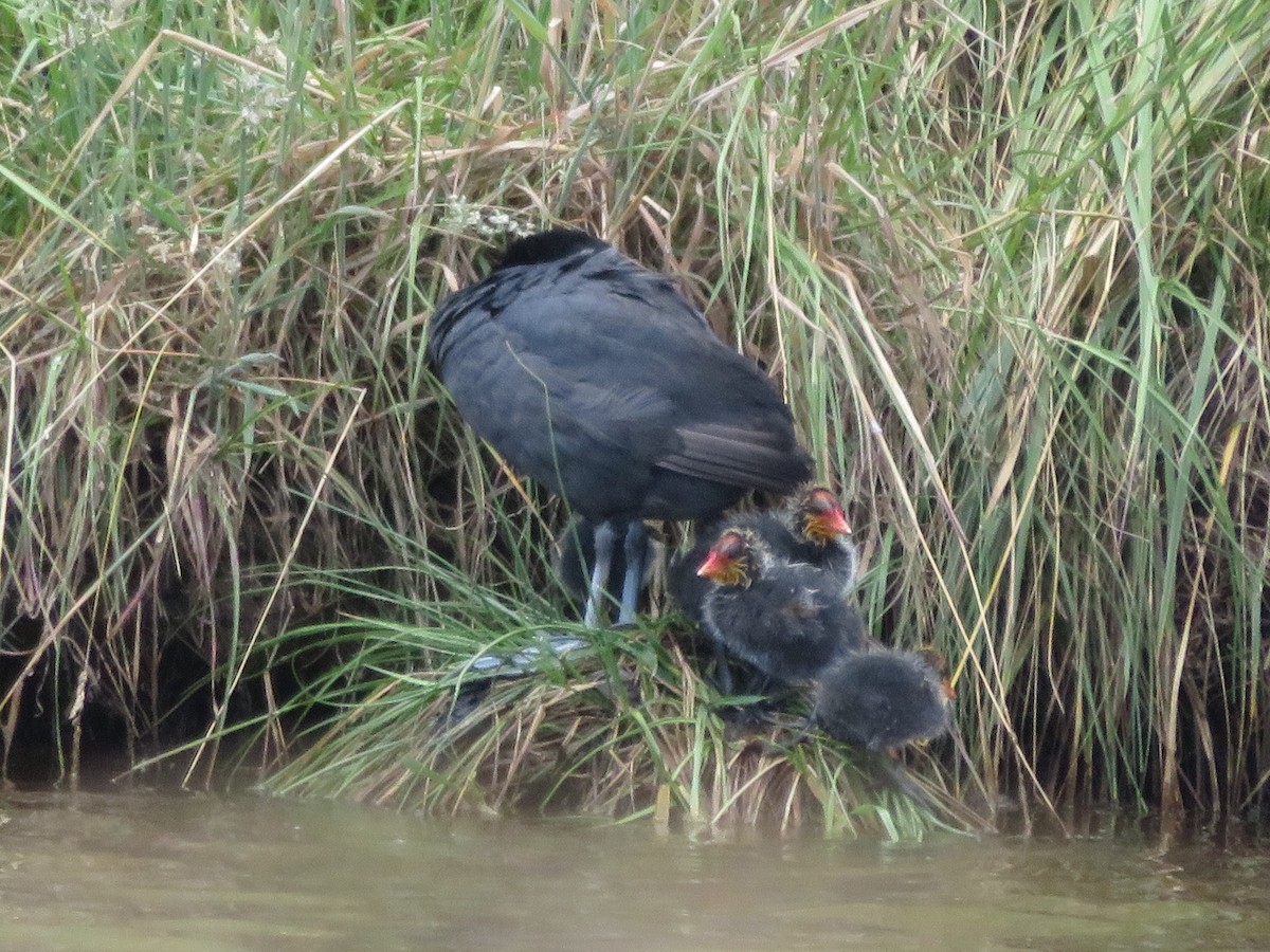 Eurasian Coot - ML401393111