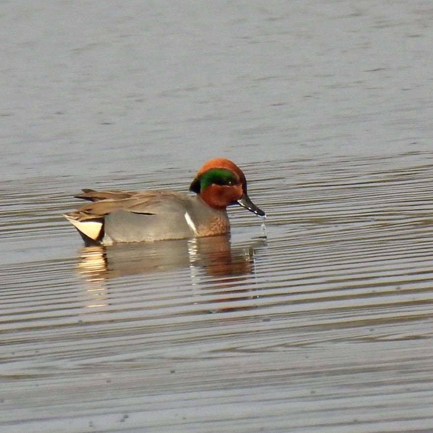 Green-winged Teal - ML401393631