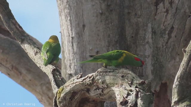 Musk Lorikeet - ML401395551