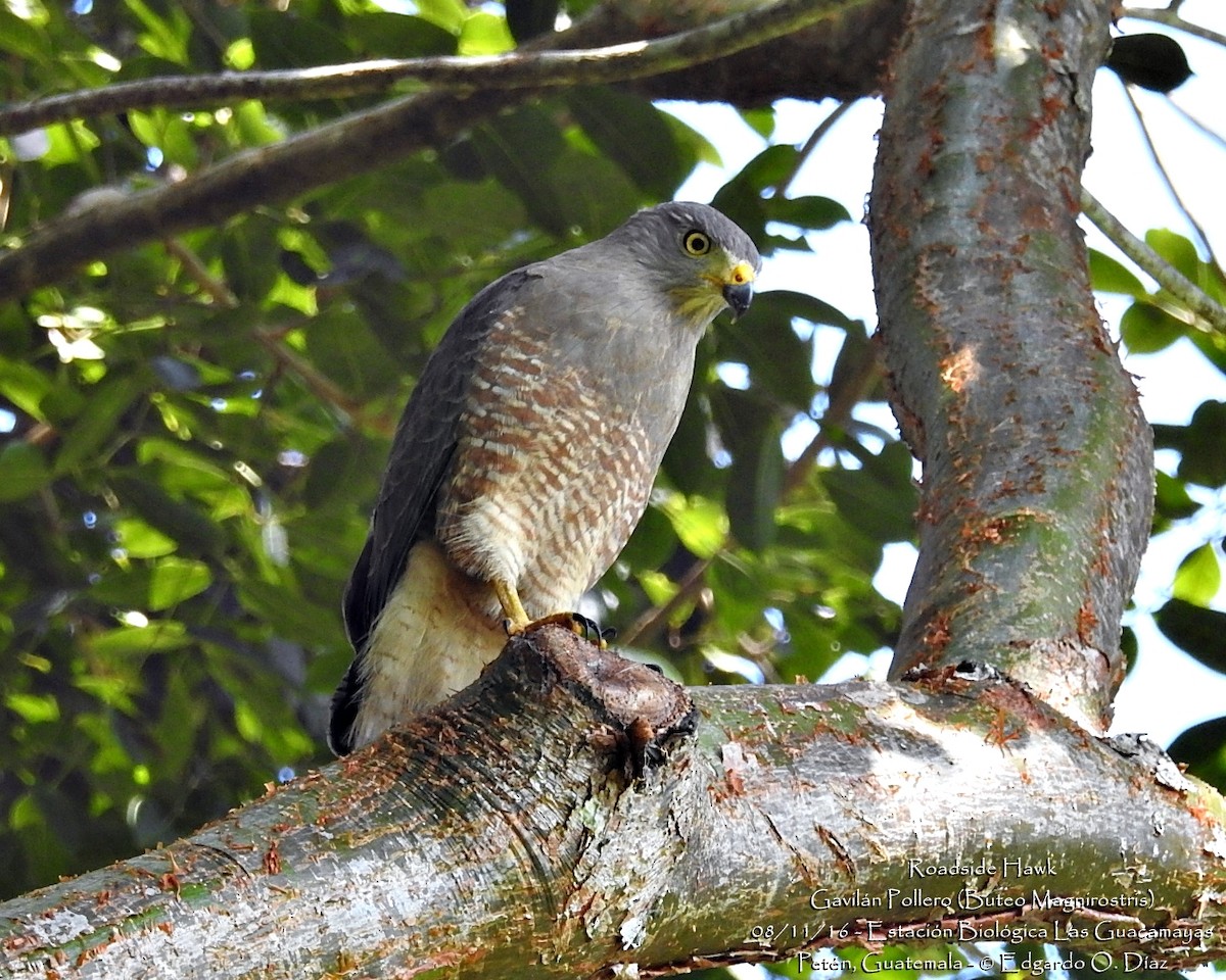 Roadside Hawk - ML40139581