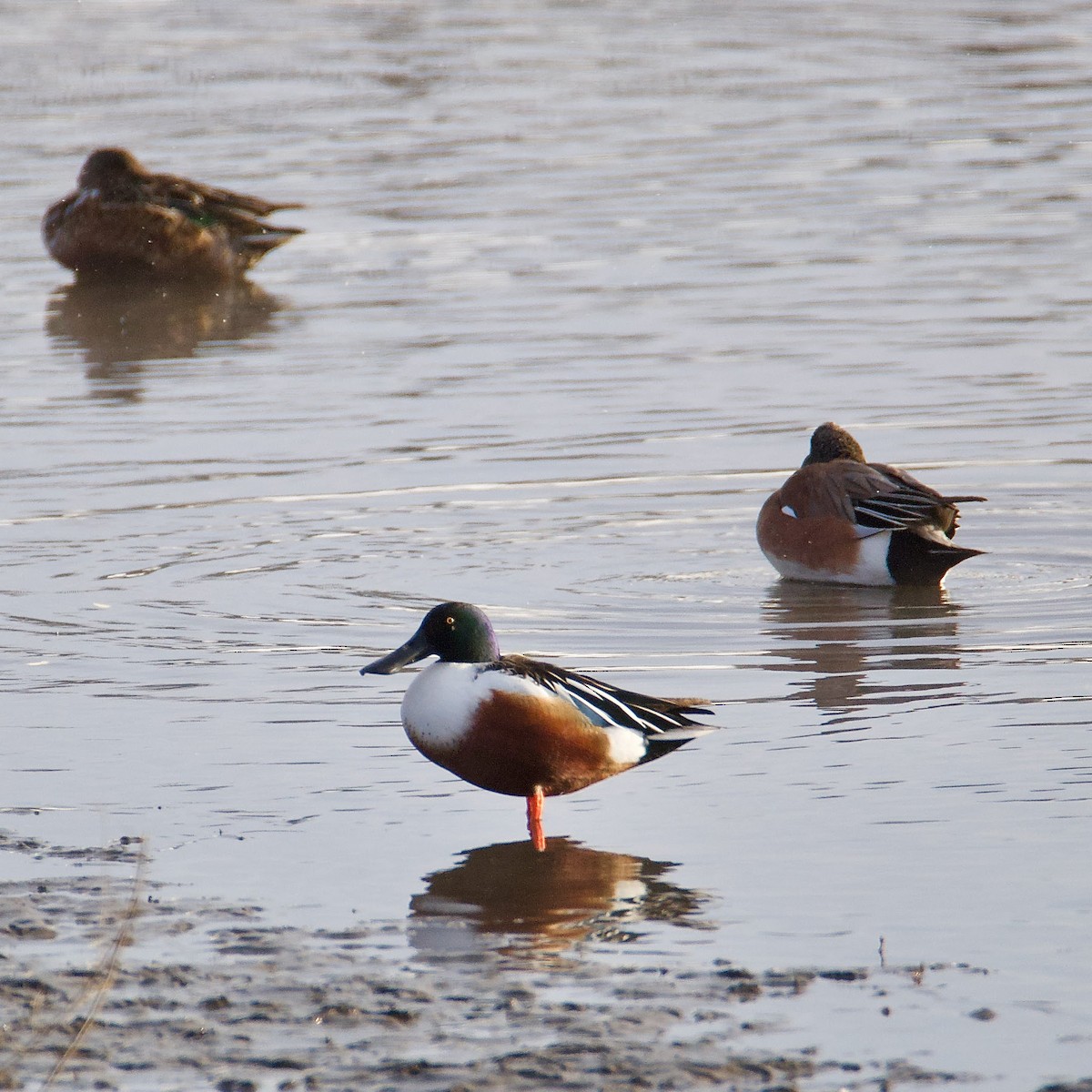 Northern Shoveler - Cheryl & Scott Taylor